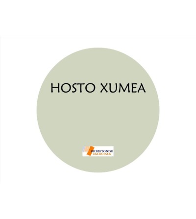 HOSTO XUMEA chalk